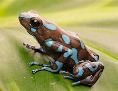 Image result for Poison Dart Tree Frog