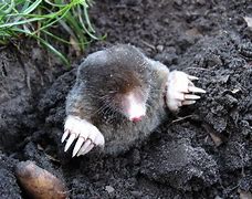 Image result for Ground Mole Traps