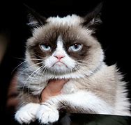 Image result for Grumpy Cat vs Spongebob