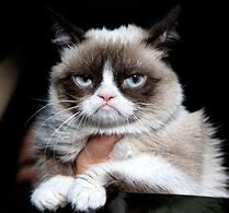 Image result for Grumpy Cat Species