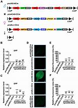 Image result for Z CRE Gene