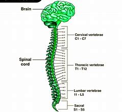 Image result for View of Spinal Column