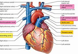 Image result for Aortic Vessels