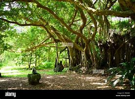 Image result for Ficus Retusa