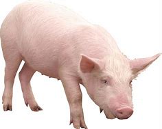 Image result for Real Pink Pig