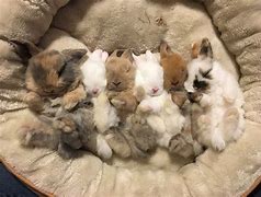 Image result for Cute Baby Bunnies Holland Lop