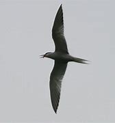 Image result for Tern