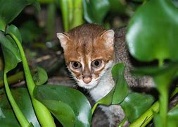 Image result for Cat Flat Tail