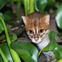 Image result for Cat Flat Tail