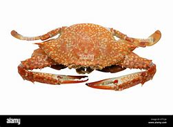 Image result for Xabungle Crab