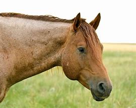 Image result for Roan Stallion