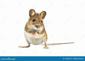 Image result for Fancy Mouse White Background