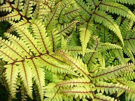 Image result for Athyrium Vidalii