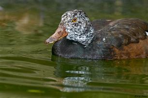 Image result for White-winged Wood Duck