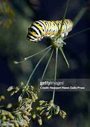 Image result for Caterpillar Tiger Swallowtail Pupa