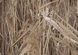 Image result for Duck Hunting Camo