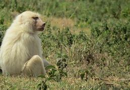 Image result for Albino Baboon Howling