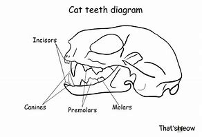 Image result for Cat Mouth Diagram