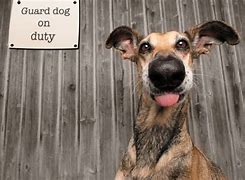 Image result for Goofy Black Dog