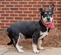 Image result for Corgi Hound Mix