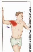 Image result for Shoulder Muscles Stretching