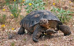 Image result for Arizona Desert Tortoise