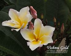 Image result for Vishnu Gold Plumeria