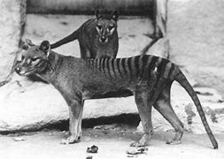 Image result for Thylacine