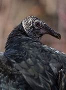 Image result for Chicken Vulture