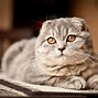 Image result for Scottish Fold Munchkin