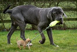 Image result for Grate Mastiff