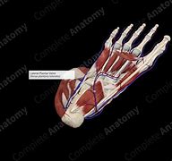 Image result for Lateral Plantar Vein