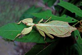 Image result for Leaf Insect Species