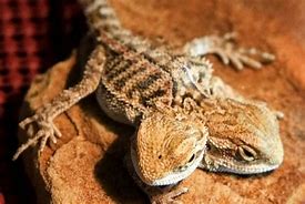 Image result for Bearded Dragon Hatchling