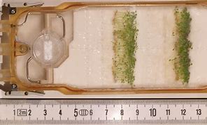 Image result for Arabidopsis Seeds