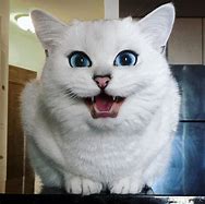 Image result for Most Beautiful Cat Eyes