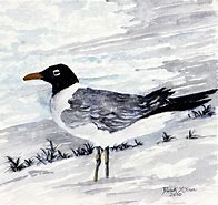 Image result for Seagull Paintings