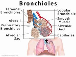 Image result for Terminal Bronchioles