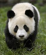 Image result for Panda Monkey