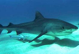 Image result for Tiger Shark Location