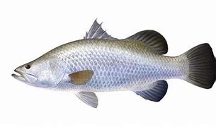 Image result for Ikan Kakap Putih Jantan