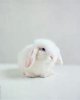 Image result for Fluffy Rabbit