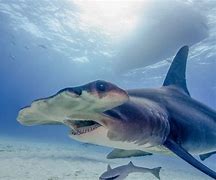 Image result for Hammerhead Shark Fin