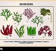 Image result for Red Algae Labelled Diagram