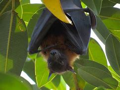 Image result for Male Fruit Bat