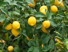 Image result for Patio Lemon Tree