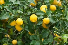 Image result for Lemon Tree Stem