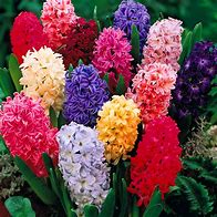 Image result for Desert Hyacinth