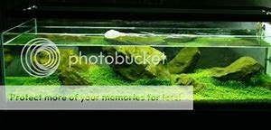 Image result for Shallow Fish Tank