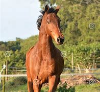 Image result for Horse Mane Front View